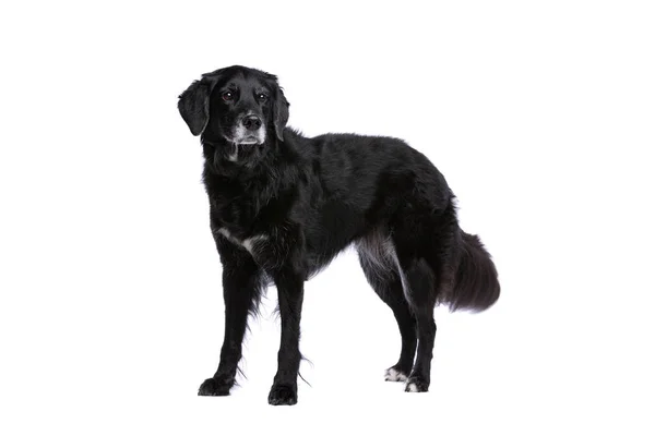Черный Смешанной Породы Собака Белом Фоне — стоковое фото