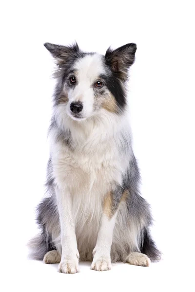 Vecchio Merle Bordo Collie Cane Fronte Uno Sfondo Bianco — Foto Stock