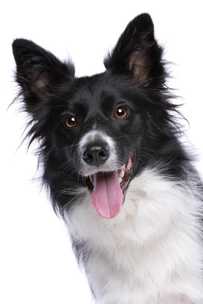 Retrato Perro Collie Borde Delante Fondo Blanco — Foto de Stock