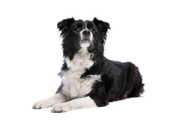 Bianco Nero Bordo Collie Cane Sdraiato Fronte Uno Sfondo Bianco — Foto Stock