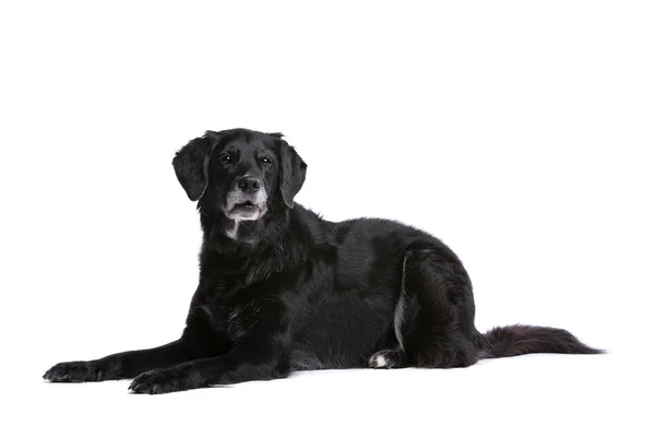 在白色背景前的黑混的种狗 — 图库照片