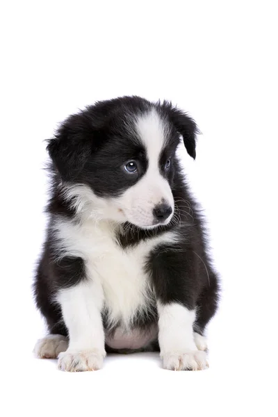 Borda Filhote Cachorro Collie Frente Fundo Branco — Fotografia de Stock