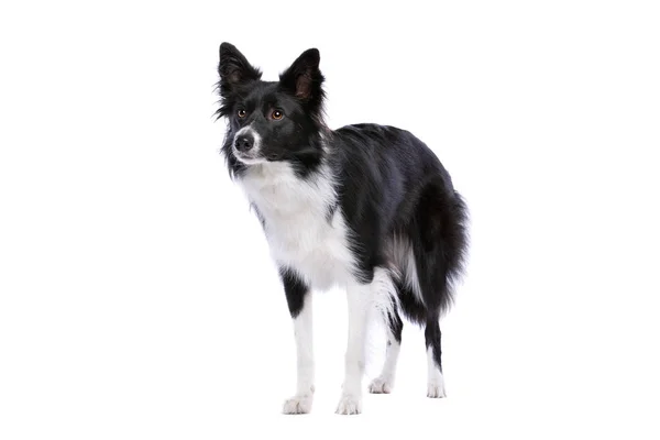 Border Collie Dog Standing Front White Background — Stock Photo, Image