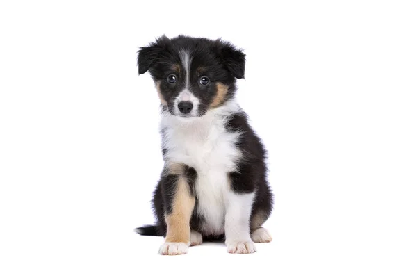 Border Collie Chiot Devant Fond Blanc — Photo