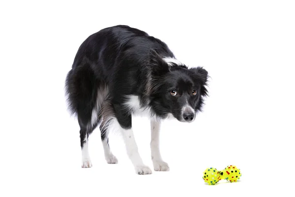 Border Collie Hond Staan Voor Een Witte Achtergrond — Stockfoto