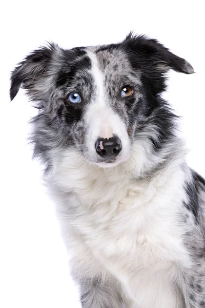 白い背景の前で青い Merle ボーダーコリー犬の肖像画 — ストック写真