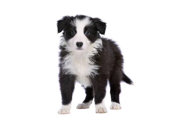 白い背景の前にボーダーコリー子犬 — ストック写真