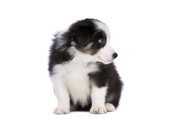 Beyaz Bir Arkaplan Önünde Border Collie Puppy — Stok fotoğraf