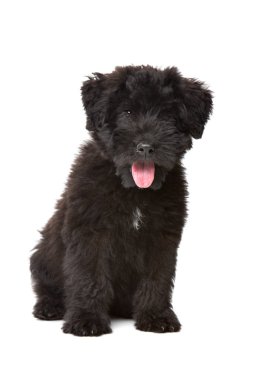 Beyaz arka plan önünde siyah köpek yavrusu