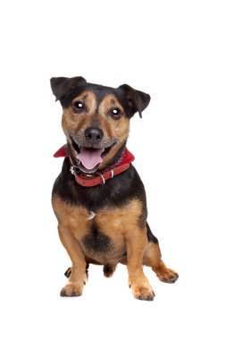 jack russel terrier beyaz arka plan önünde siyah ve tan