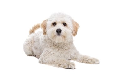 beyaz bir arka plan önünde döşeme beyaz tüylü köpek