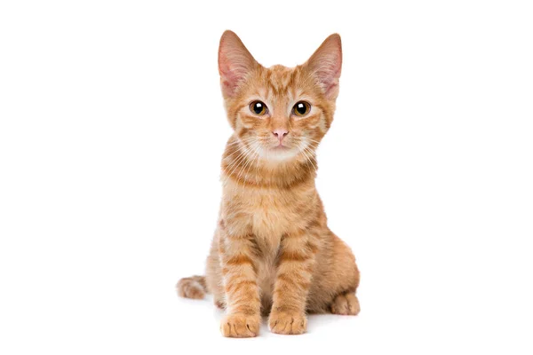 カメラを見て白い背景の前に座って赤ストライプ子猫 — ストック写真
