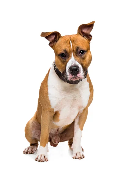 American Staffordshire Terrier Sitting Front White Background — Stock Photo, Image