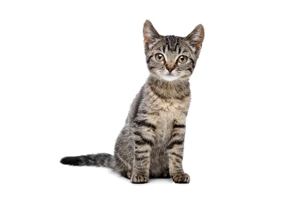 European Shorthaired Kitten Sitting Front White Background — Stock Photo, Image