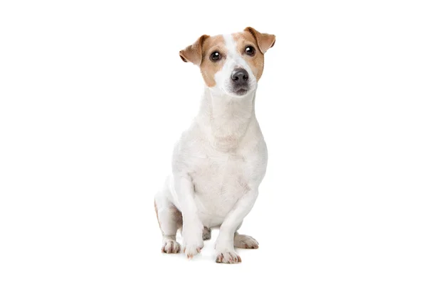 Jovem Jack Russel Terrier Frente Fundo Branco — Fotografia de Stock