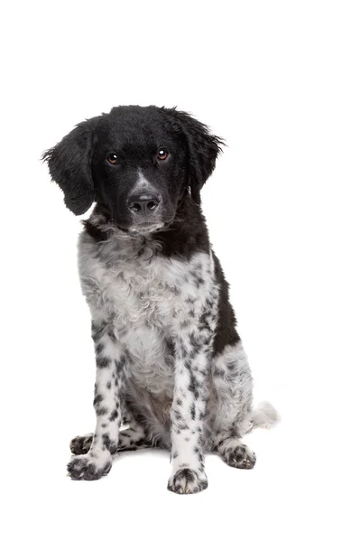 Stabyhoun Stabij Cão Sentado Frente Fundo Branco — Fotografia de Stock