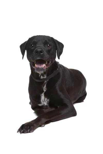 Черная Собака Перед Белым Фоном — стоковое фото