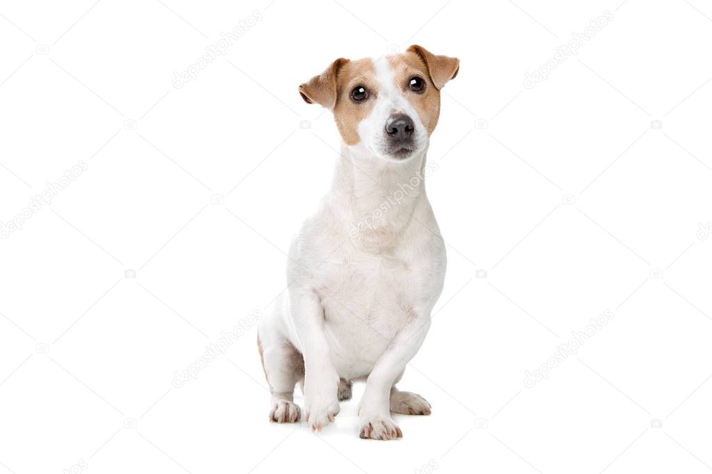 young jack russel terrier in front of a white background