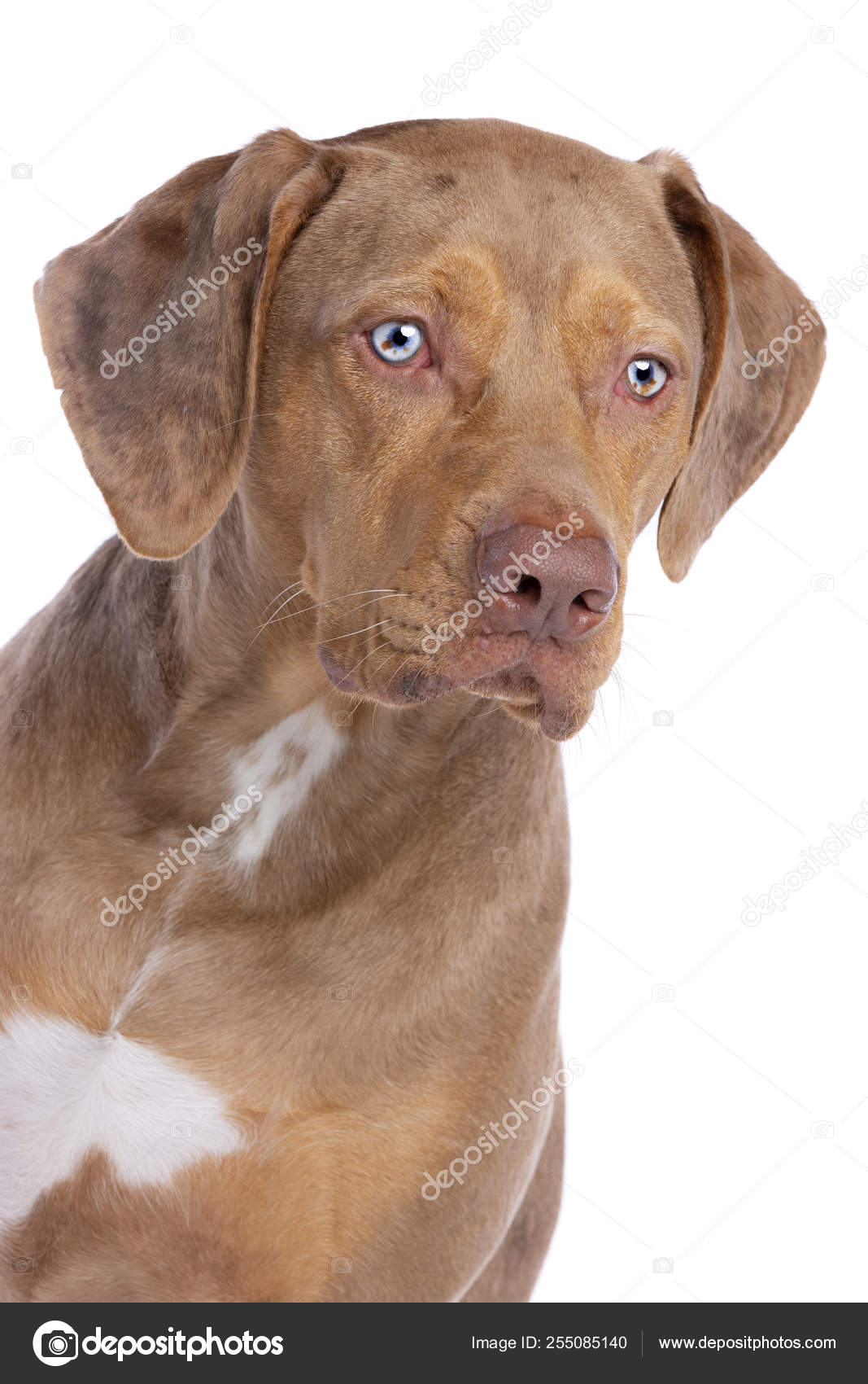 Red merle catahoula leopard dog new arrivals