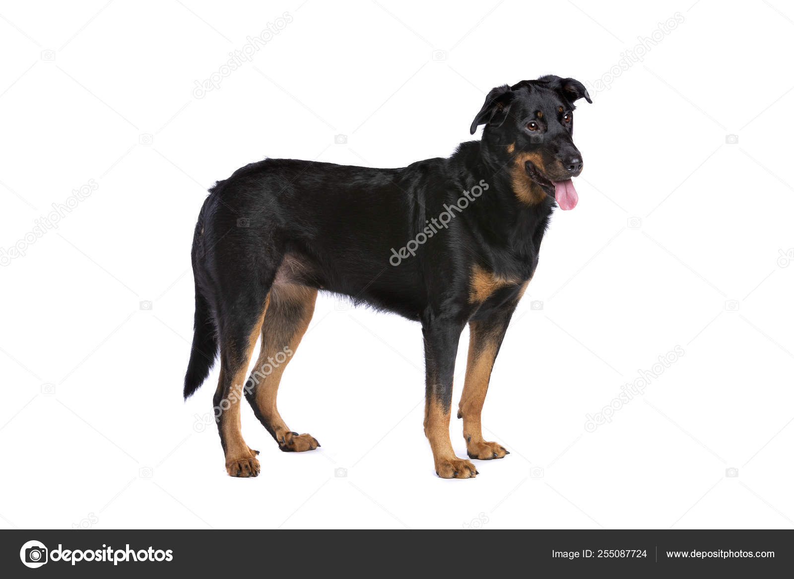 Beauceron Or French Short Haired Shepherd Stock Photo C Eriklam