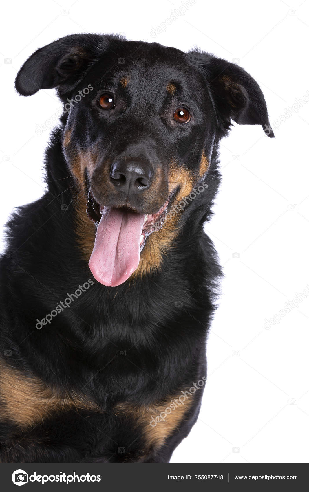 French Shorthaired Shepherd Beauceron Or French Short Haired