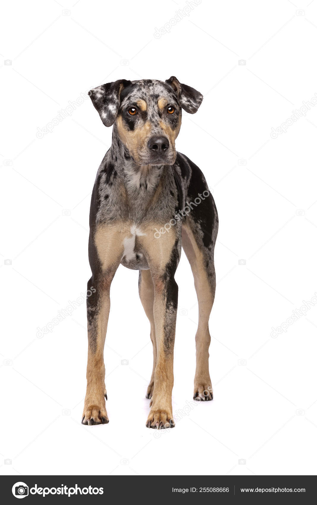 Louisiana Catahoula Leopard dog — Stock Photo © eriklam #255088666