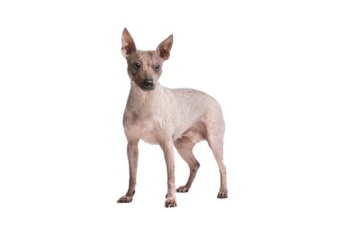 Amerikan tüysüz terrier