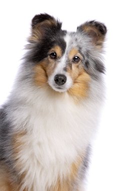 Eski Shetland sheepdog