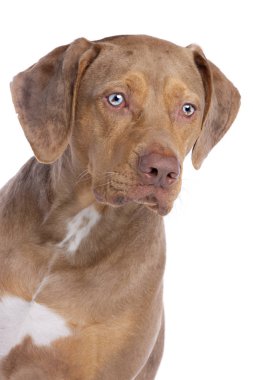 Kırmızı Merle Louisiana Catahoula leopar köpek