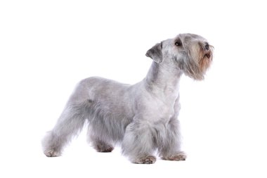 Cesky Terrier köpek