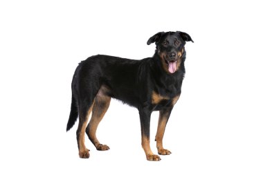 Beauceron veya Fransız kısa saçlı çoban