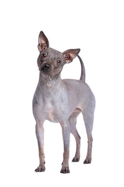 Amerikan tüysüz terrier