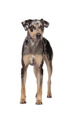 Louisiana catahoula Leopar köpeği