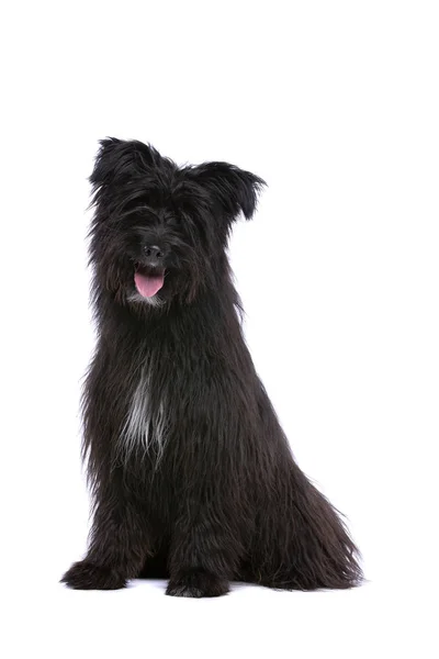 Black Pyrenean Shepherd — Stock Photo, Image