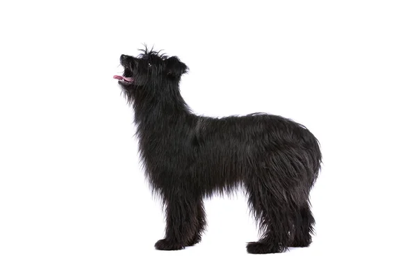 Black Pyrenean Shepherd — Stock Photo, Image