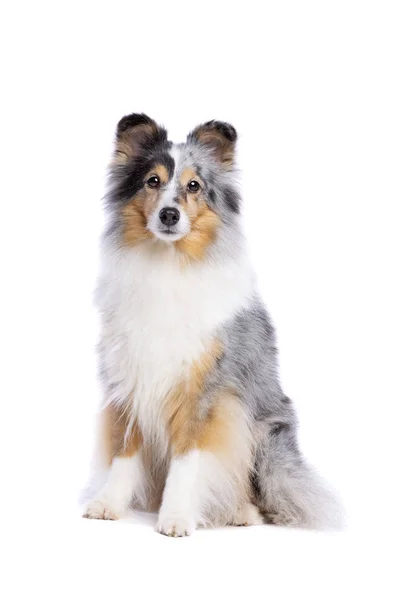 Gamla Shetland Sheepdog — Stockfoto