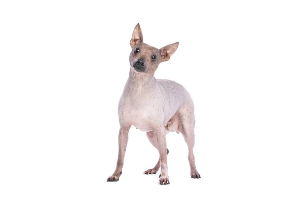American Hairless Terrier — Stock Photo, Image