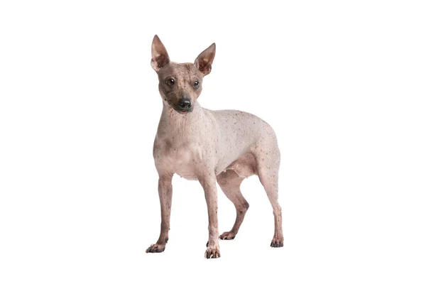 Amerikanischer haarloser Terrier — Stockfoto