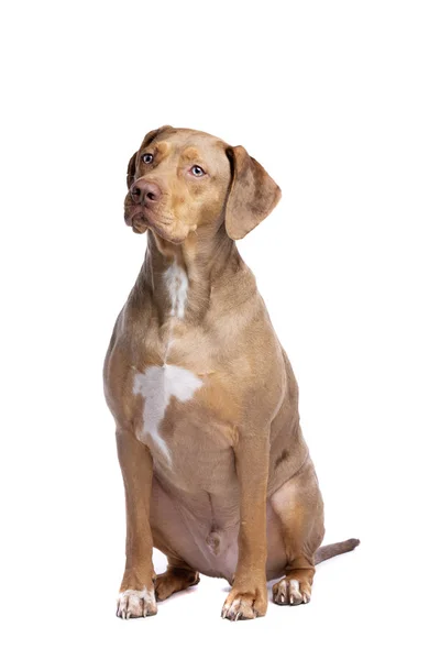 Red merle Louisiana Catahoula Leopard dog — Stock Photo, Image