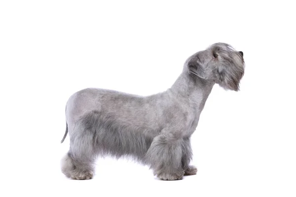 Cesky Terrier perro — Foto de Stock