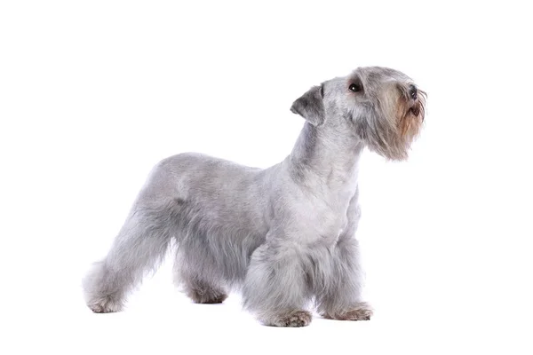 Cesky Terrier perro — Foto de Stock