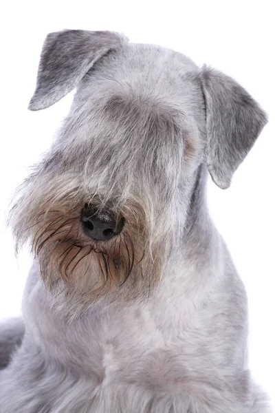 Cesky Terrier cane — Foto Stock