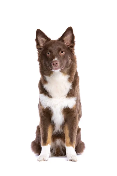 Red Miniature American Shepherd dog — Stock Photo, Image