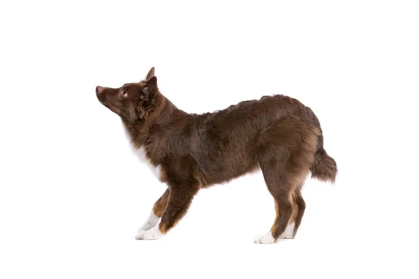 Kırmızı Minyatür Amerikan Çoban Köpeği — Stok fotoğraf