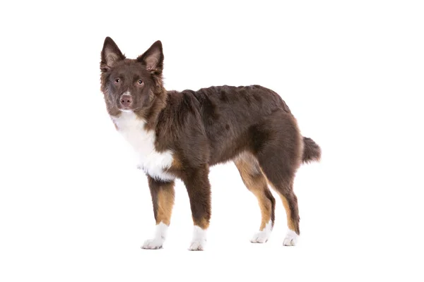 Roter Miniatur American Shepherd Hund — Stockfoto