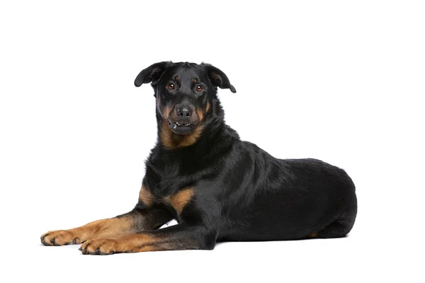 Beauceron eller franska kort haired Shepherd — Stockfoto