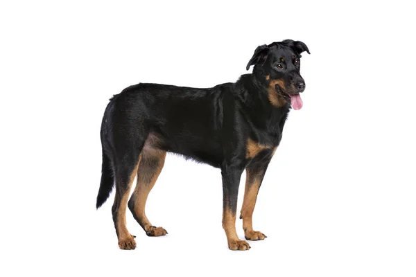 Beauceron oder französischer Kurzhaarhirte — Stockfoto