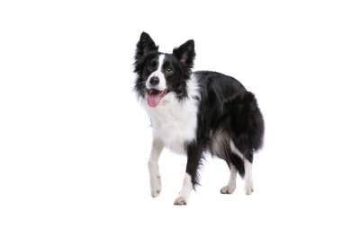 sınır collie köpek