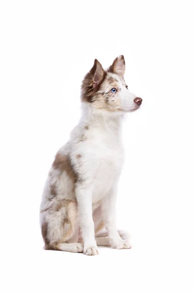 Vermelho Merle Border Collie Filhote Cachorro Sentado Frente Fundo Branco — Fotografia de Stock