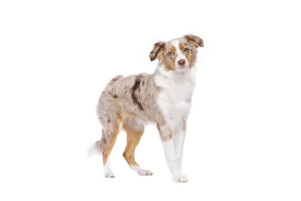 Röd Merle Miniatyr American Shepherd Står Framför Vit Bakgrund — Stockfoto